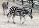 動物図鑑・チャップマンシマウマの写真 24